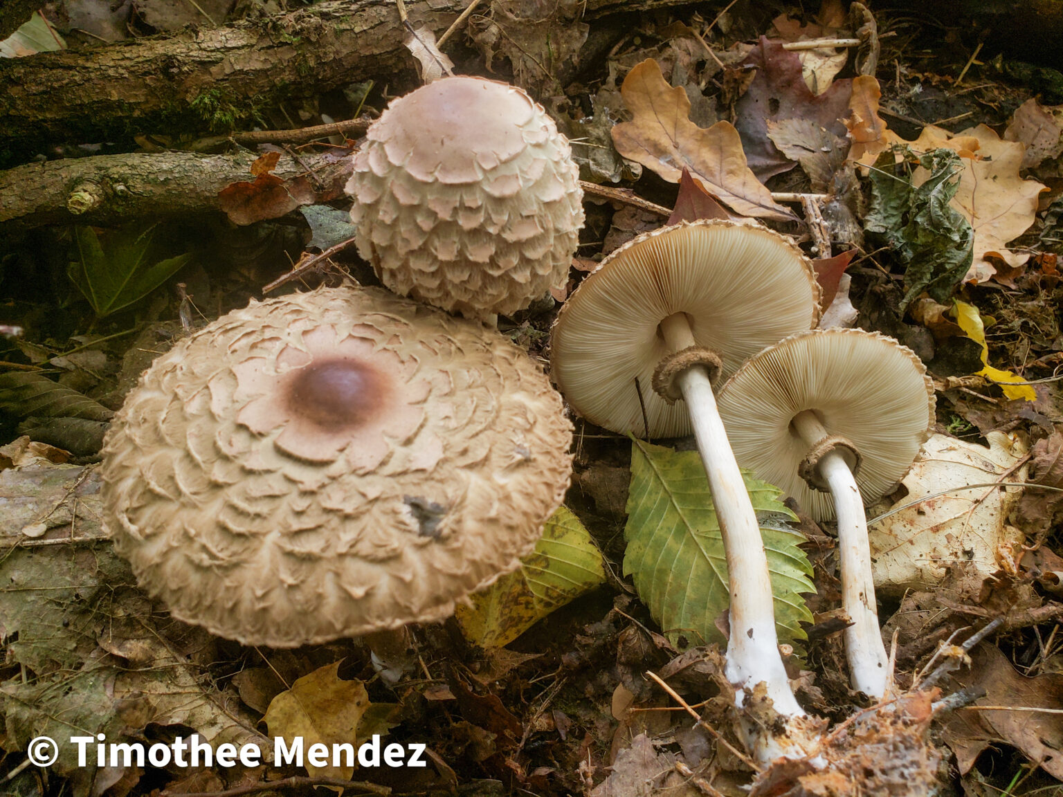 Shaggy Parasol Mushrooms