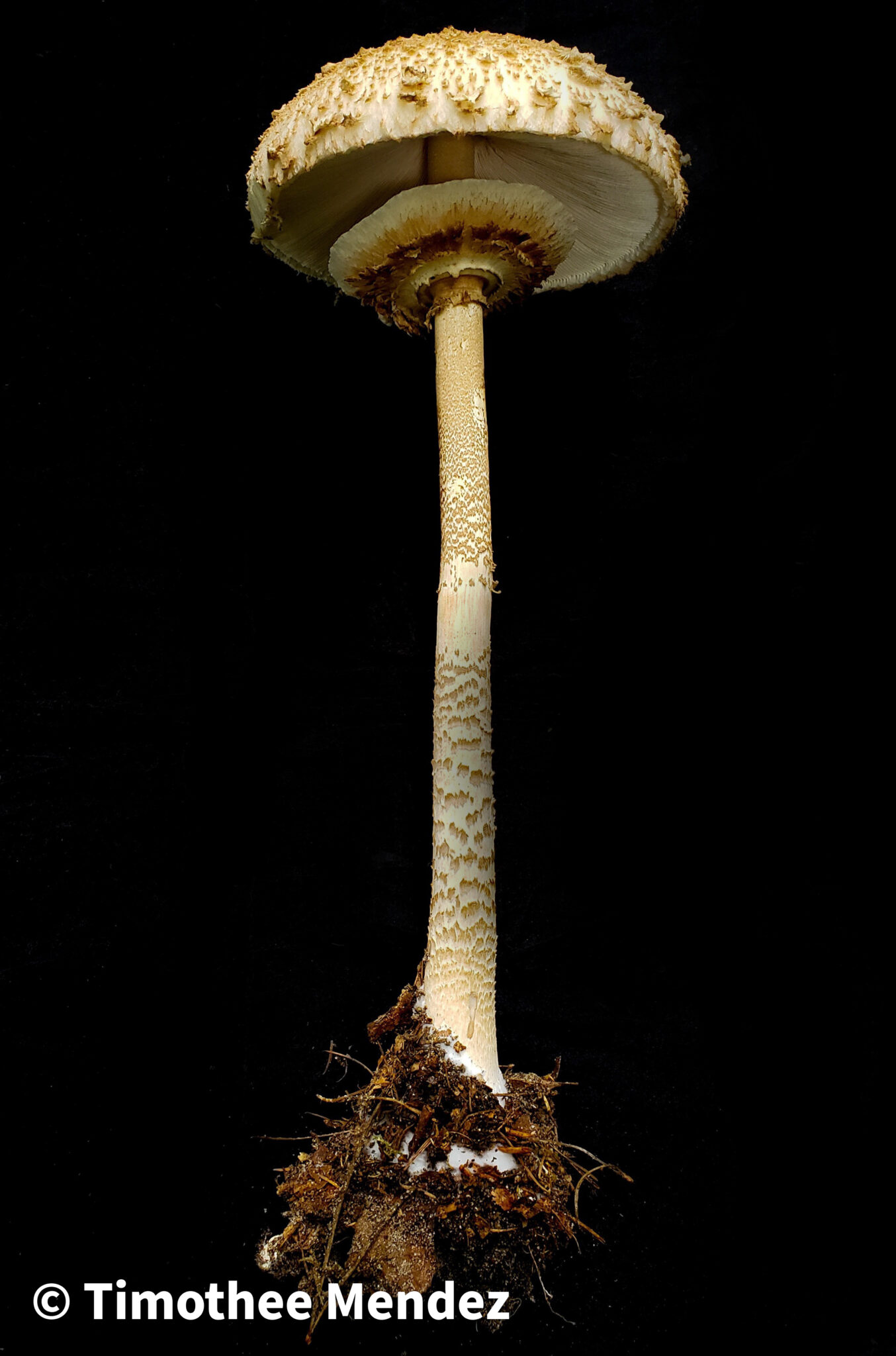 Parasol Mushroom