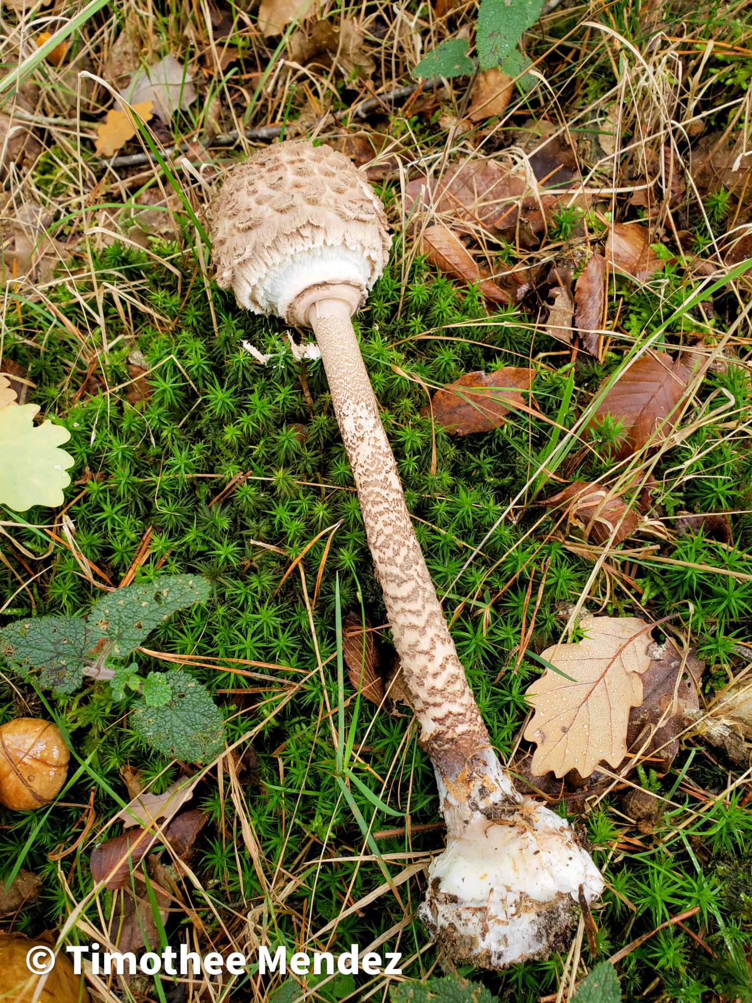 Parasol Mushroom