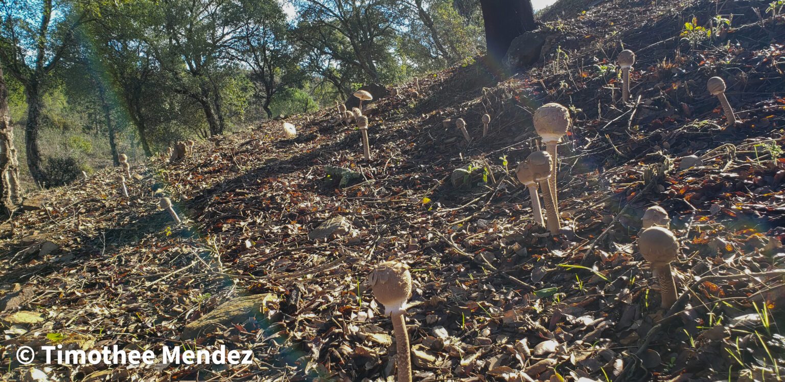 Parasol Mushrooms growing in an Oak Woodland in southern Spain. 