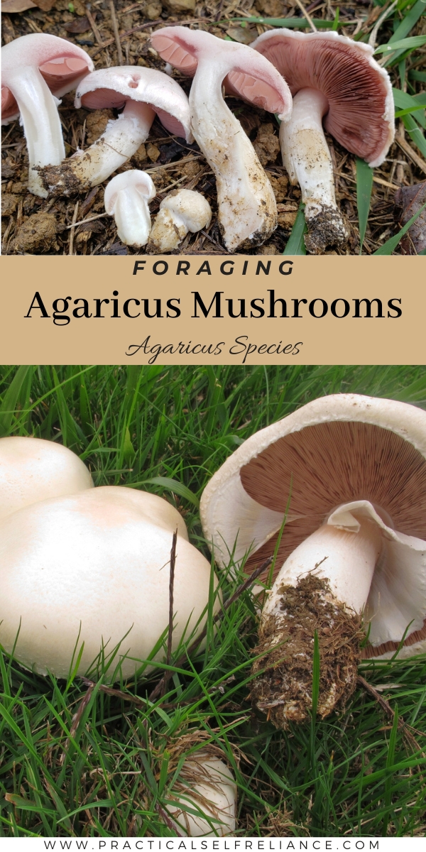 Agaricus Mushrooms
