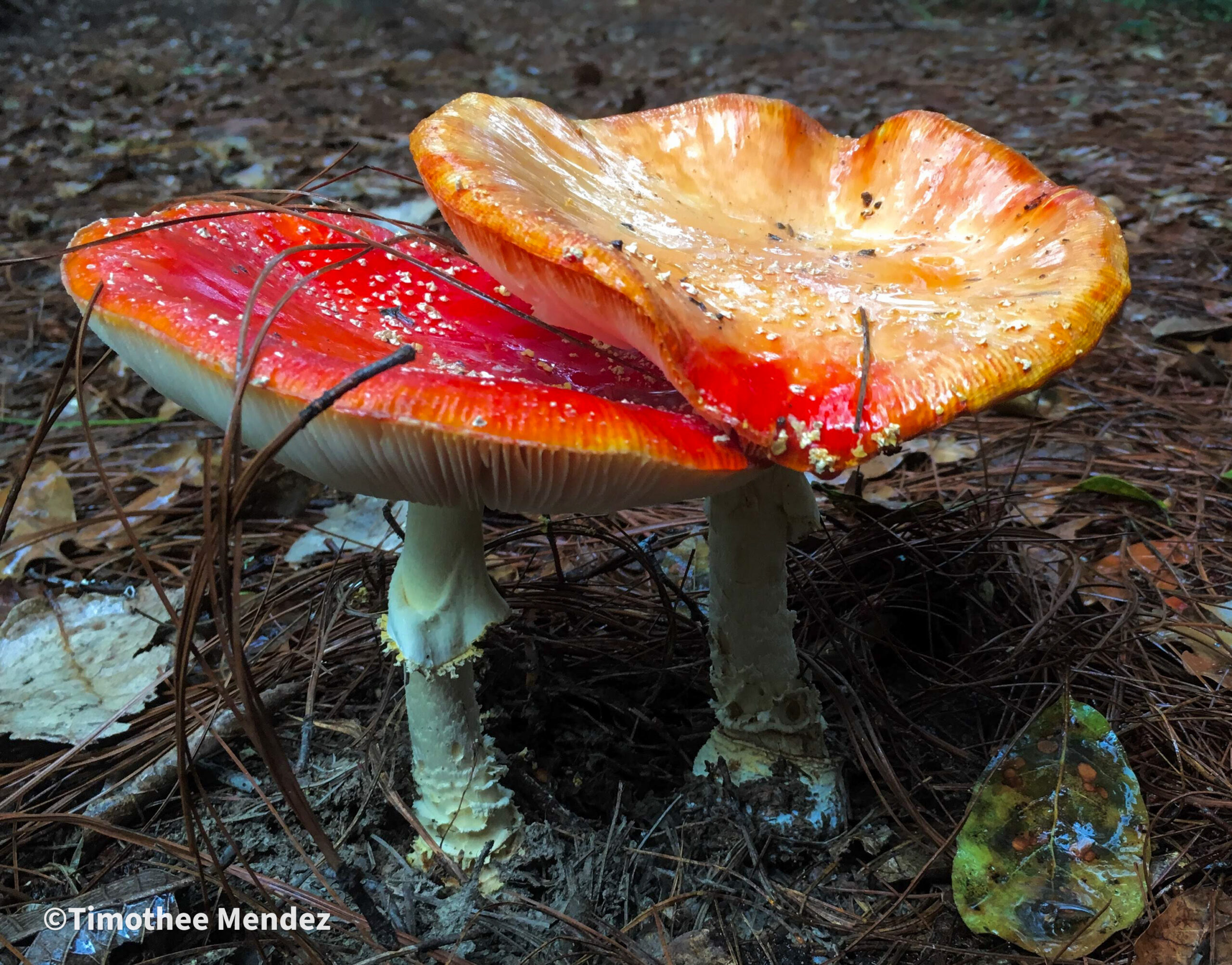 Amanita Muscaria