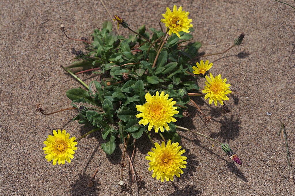 Beach False Dandelions (Agoseris apargioides)