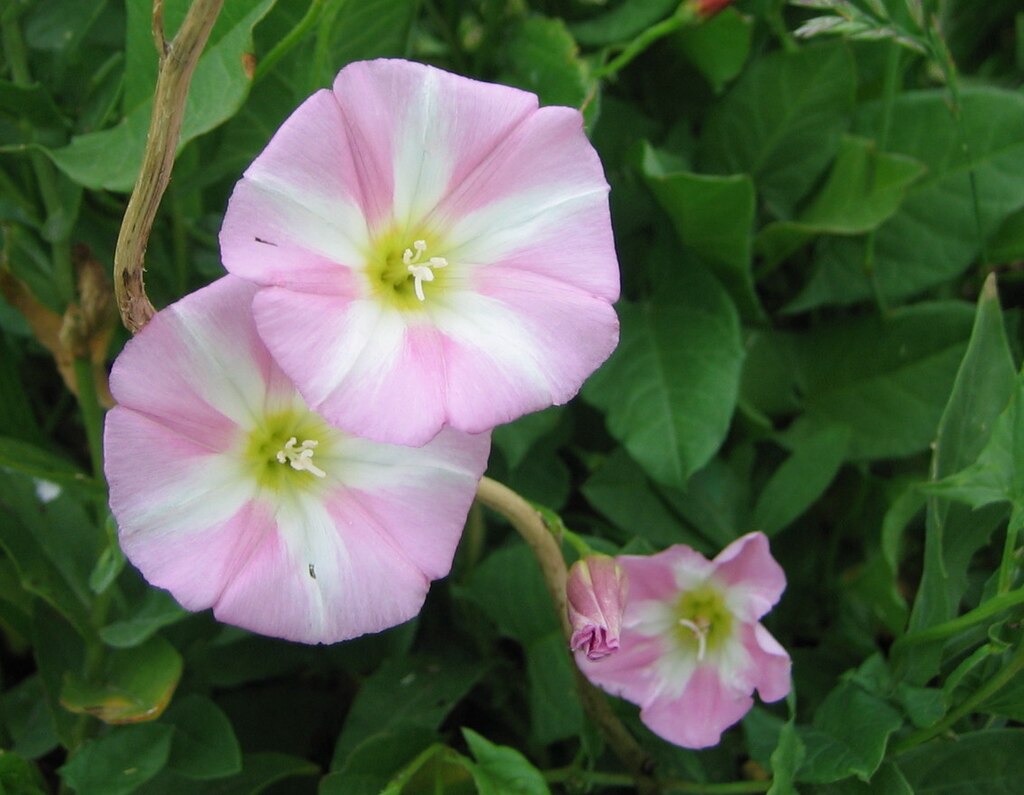 Bindweed (Convolvulus_Arvensis) By Phil Sellens from East Sussex, CC BY 2.0, via Wikimedia Commons