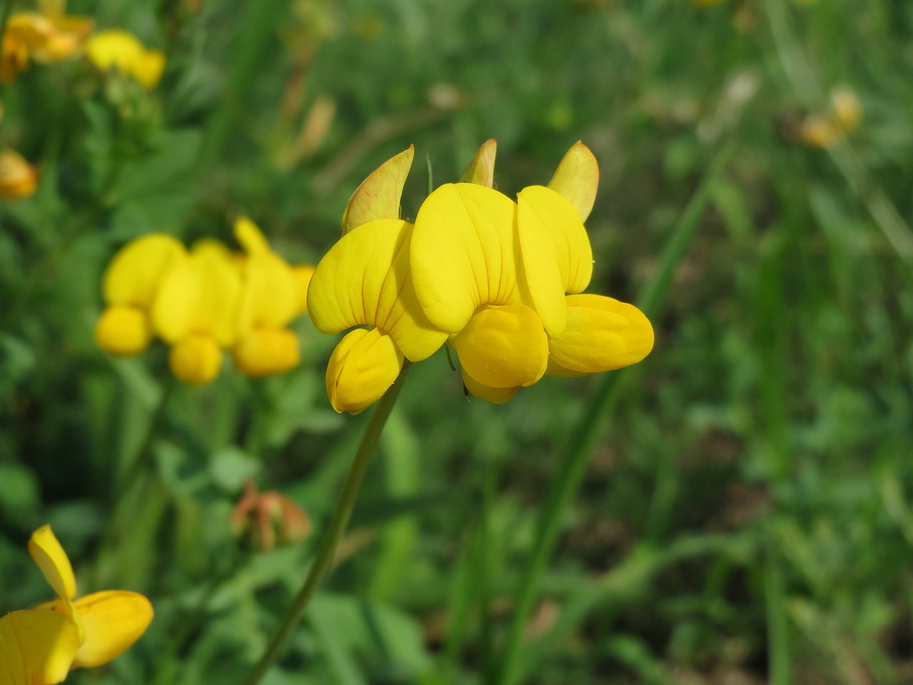 Birds Foot Trefoil (Lotus corniculatus)