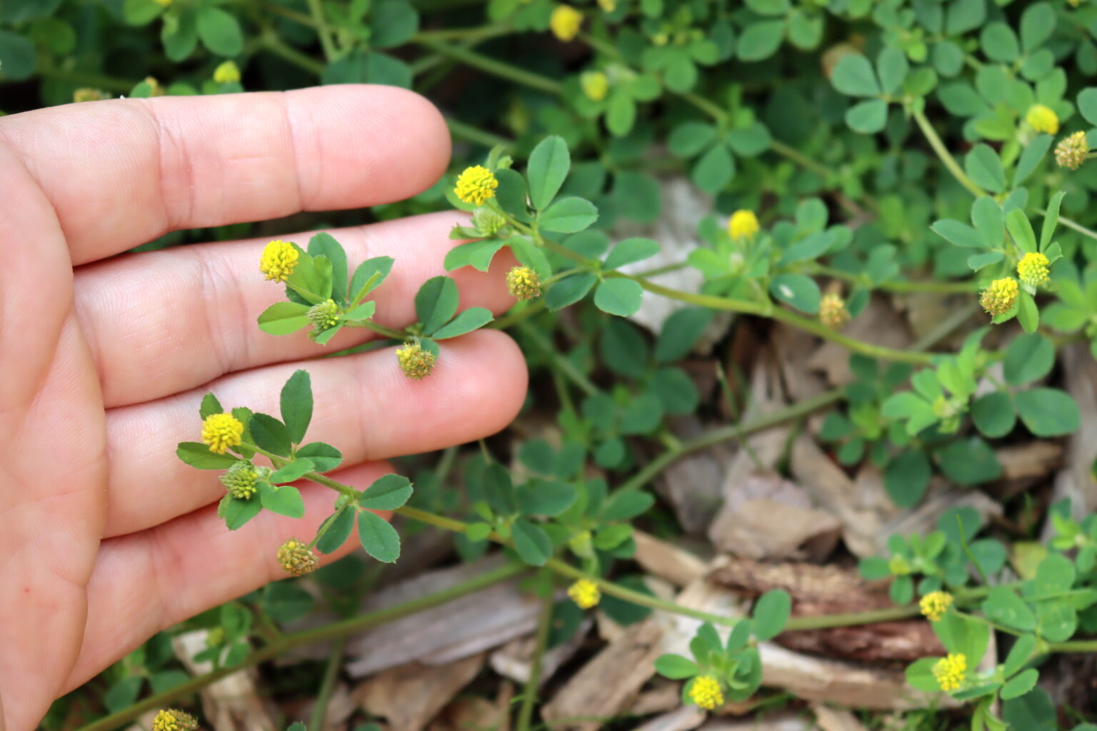 Black Medic (Medicago lupulina)