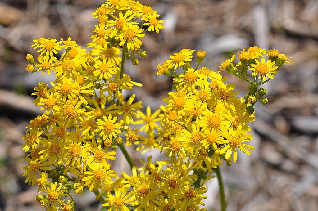 Butterweed (Packera glabella)