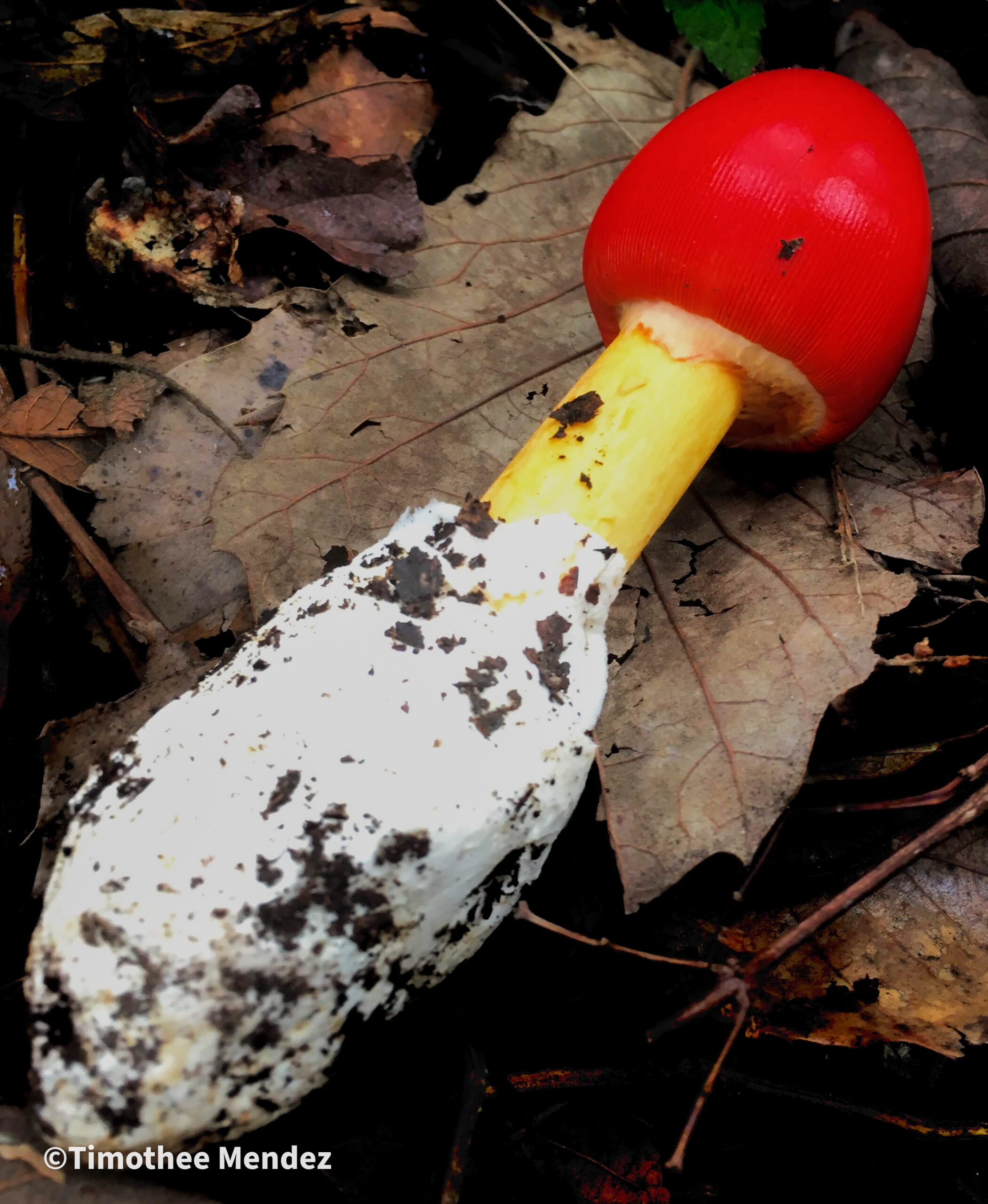 Caesars Mushroom