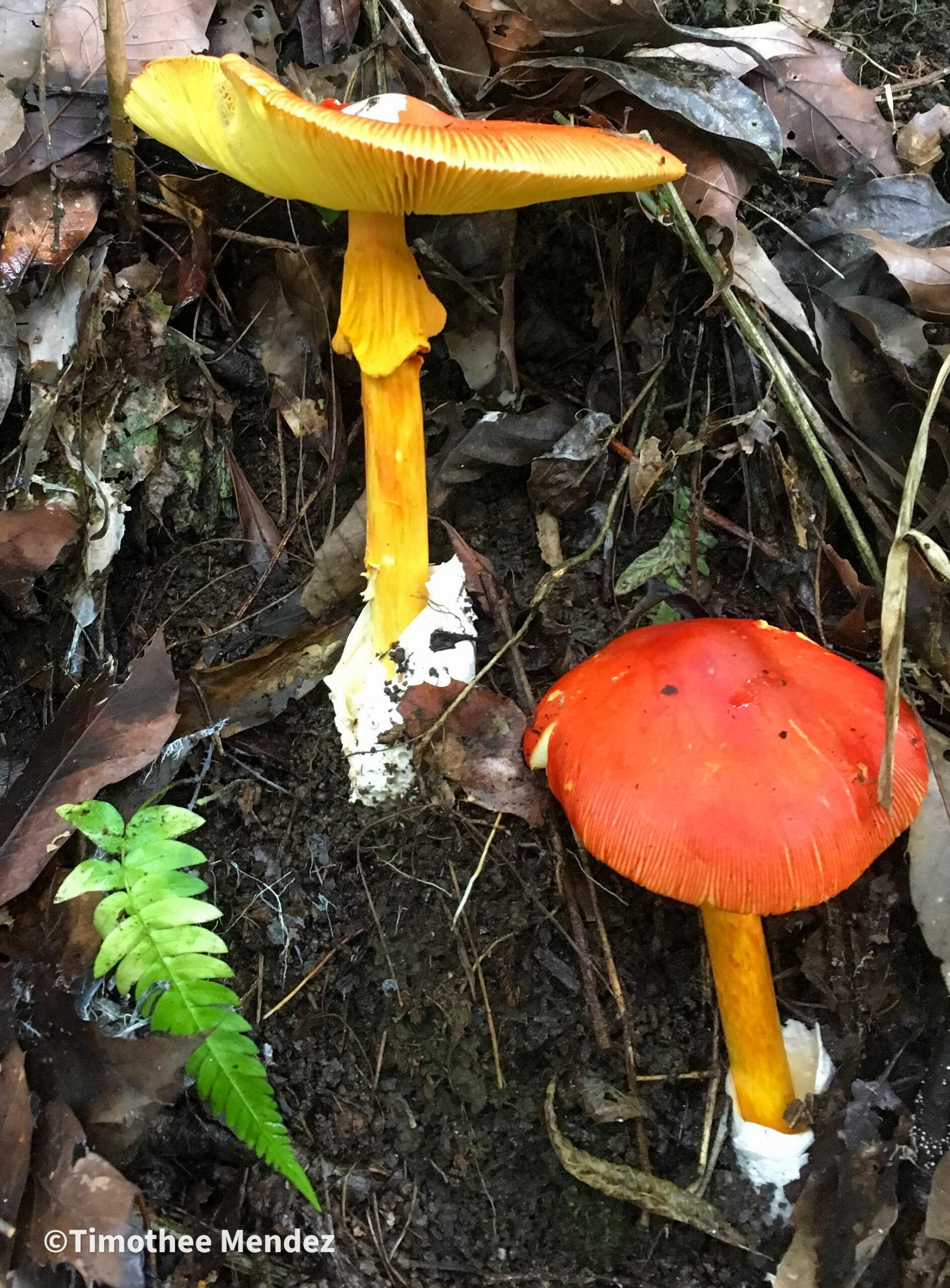 Caesars Mushroom