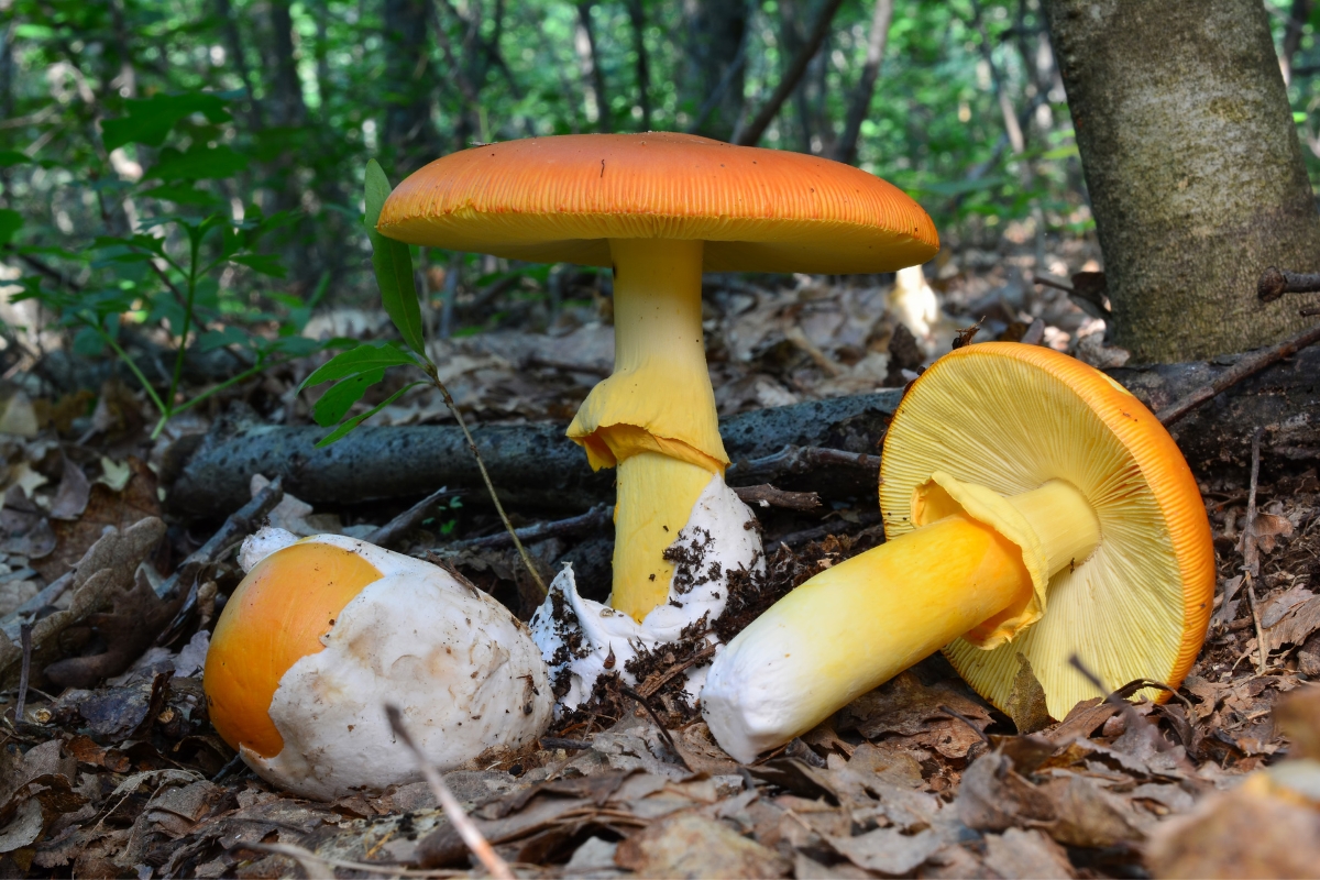 Caesars Mushroom