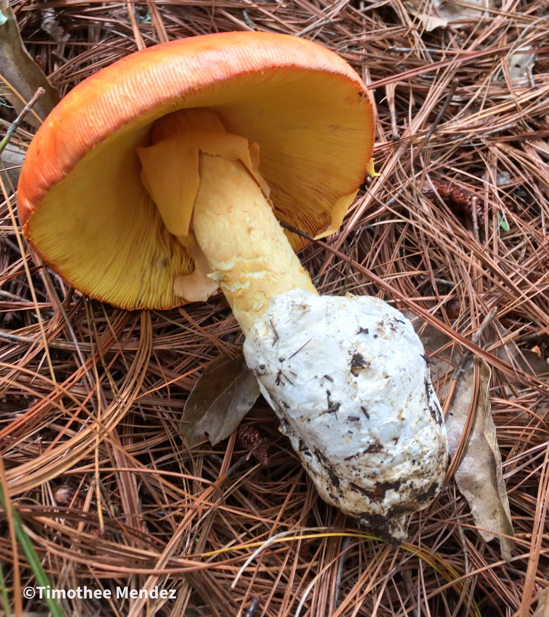 Caesars Mushroom