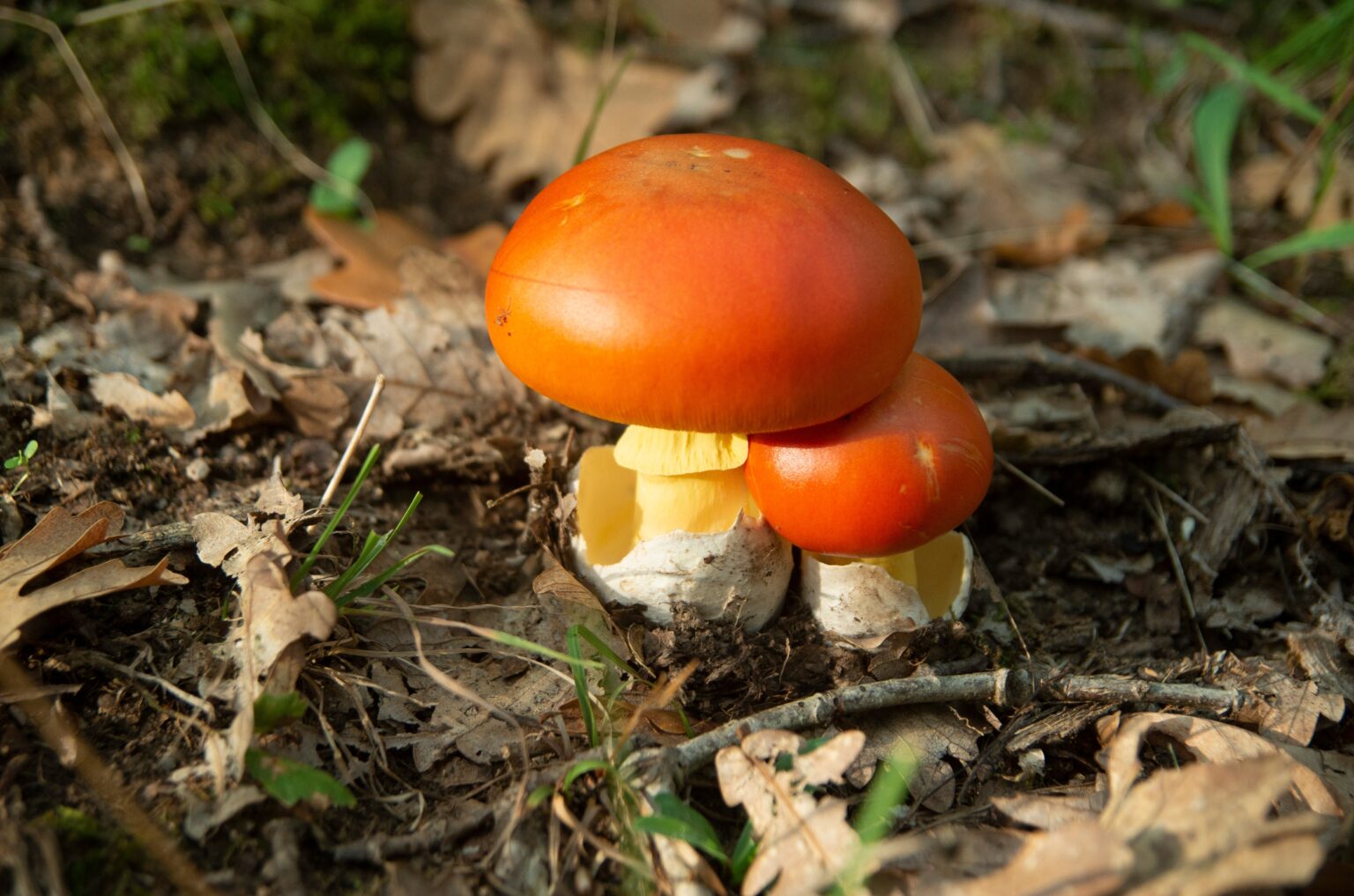 Caesars Mushroom (Amanita caesarea)