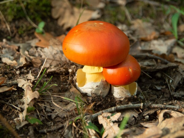 Caesars Mushroom (Amanita caesarea)