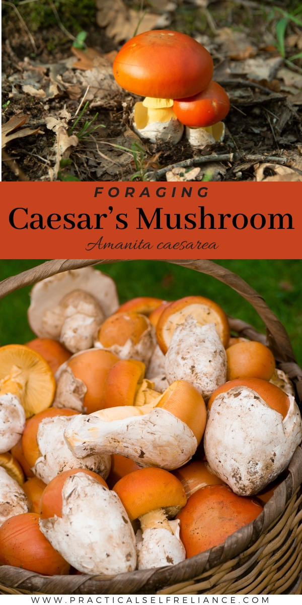 Caesars Mushroom Identification