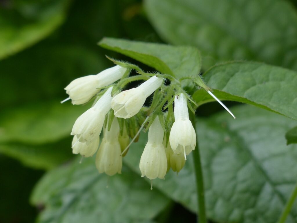 Comfrey with Yellow Flowers