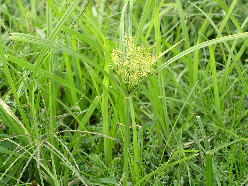 Yellow Nutsedge (Cyperus esculentus)