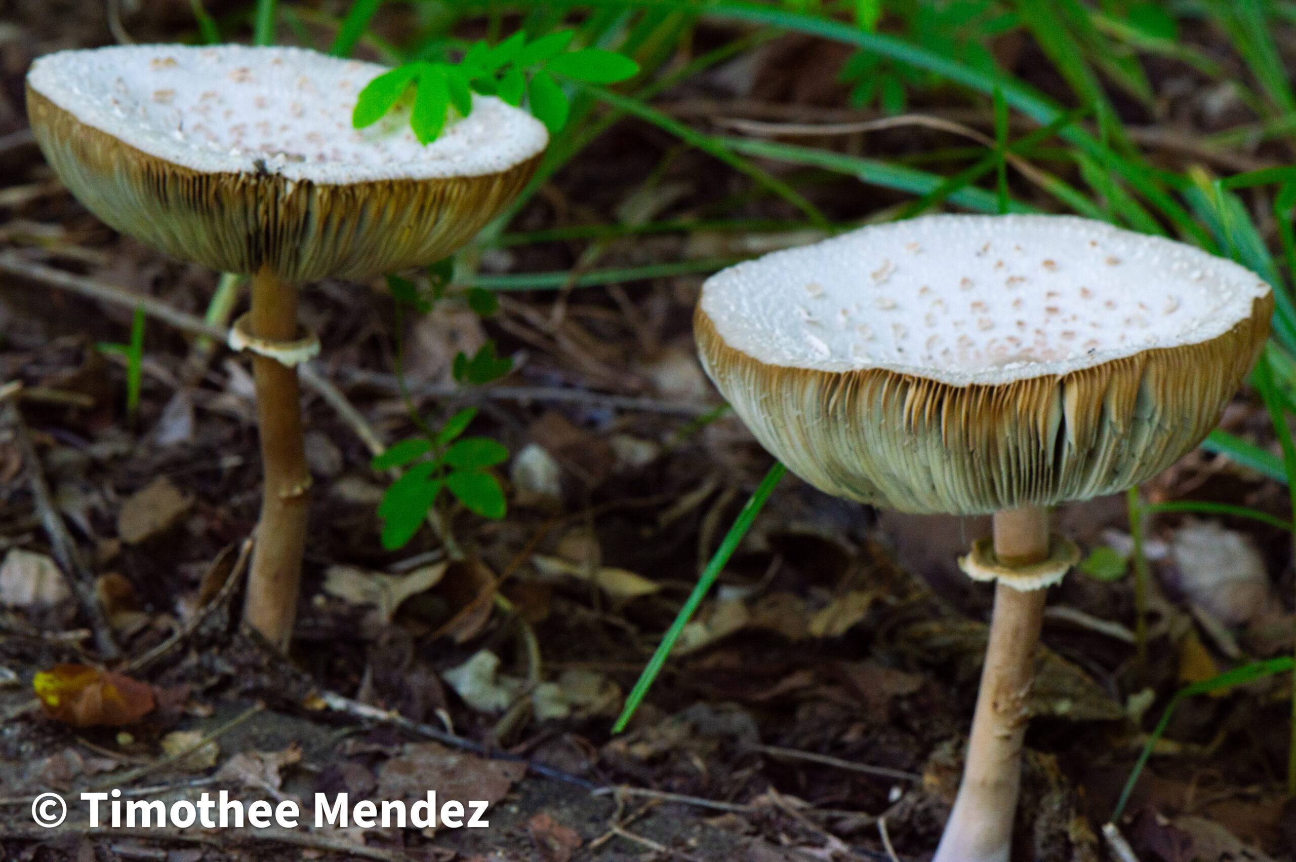 Again, notice the blue-green coloration on the gills! This is the toxic Green Spored Parasol.
