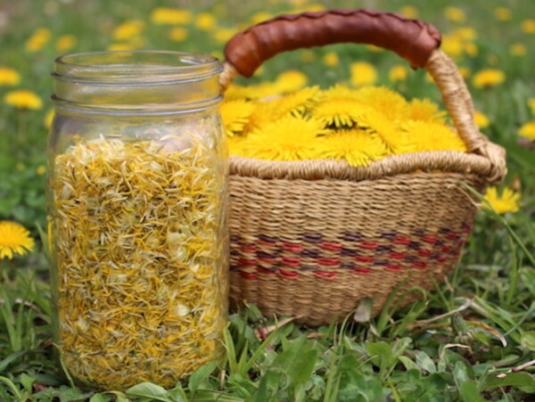 Dandelion Harvest