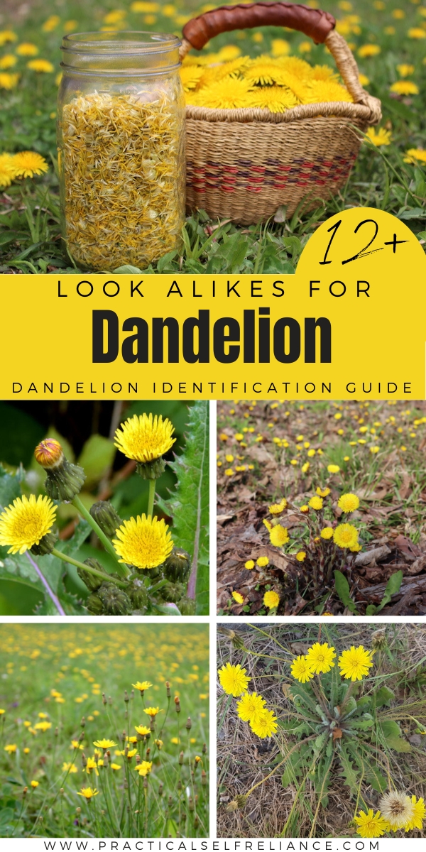 Dandelion Identification Guide