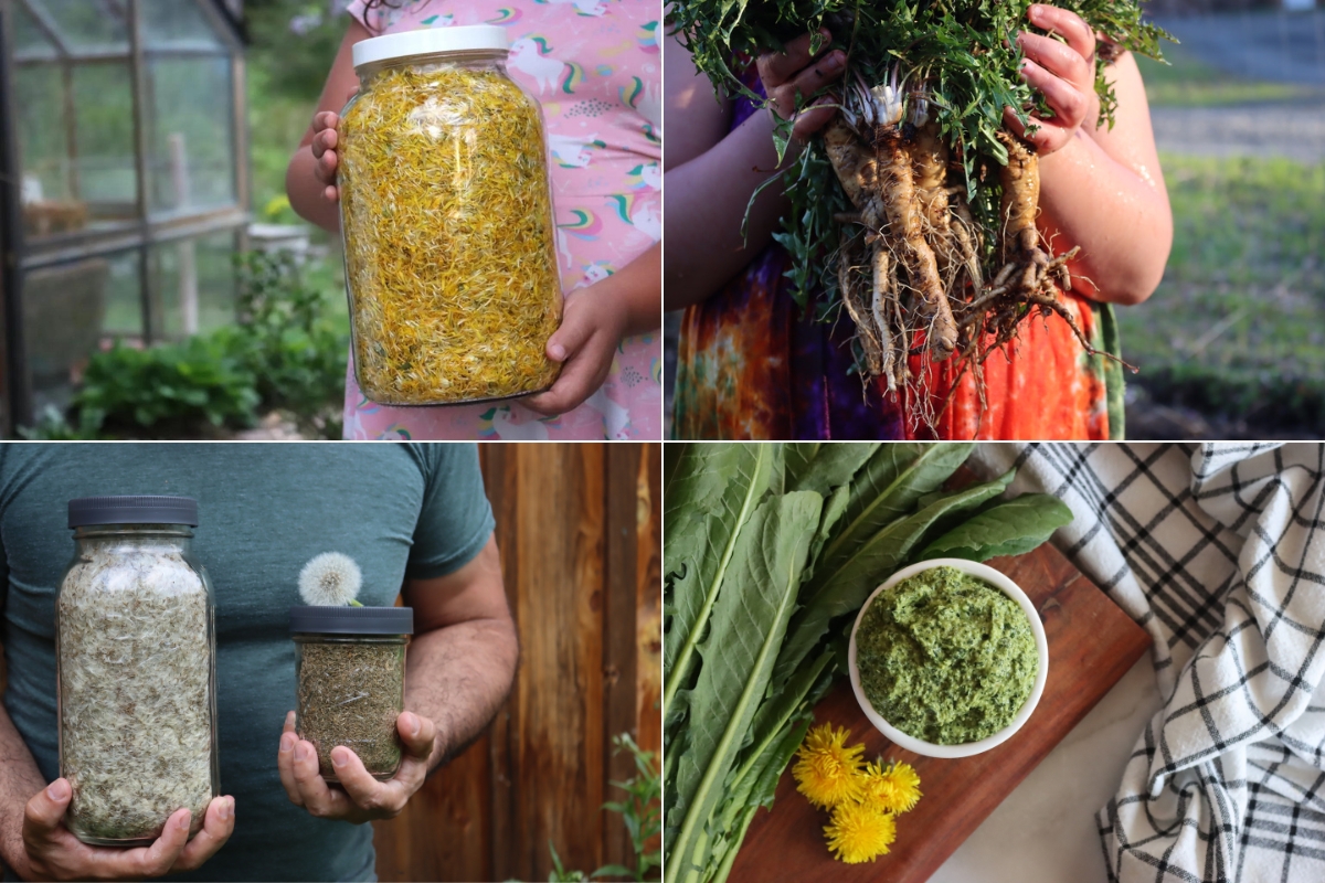 Dandelion Recipes
