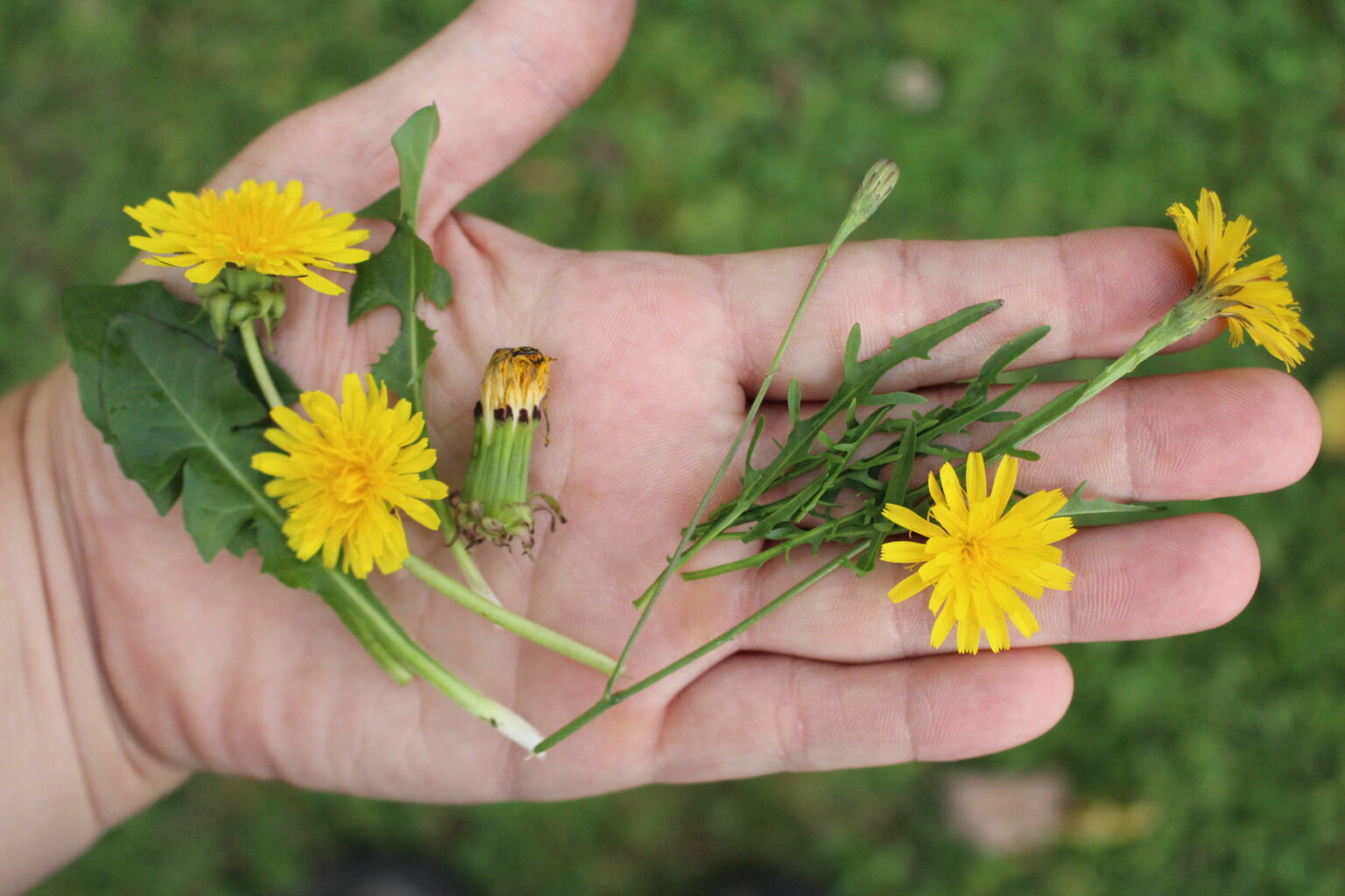 Dandelion (left) and Autumn Hawkbit at right (Scorzoneroides autumnalis)