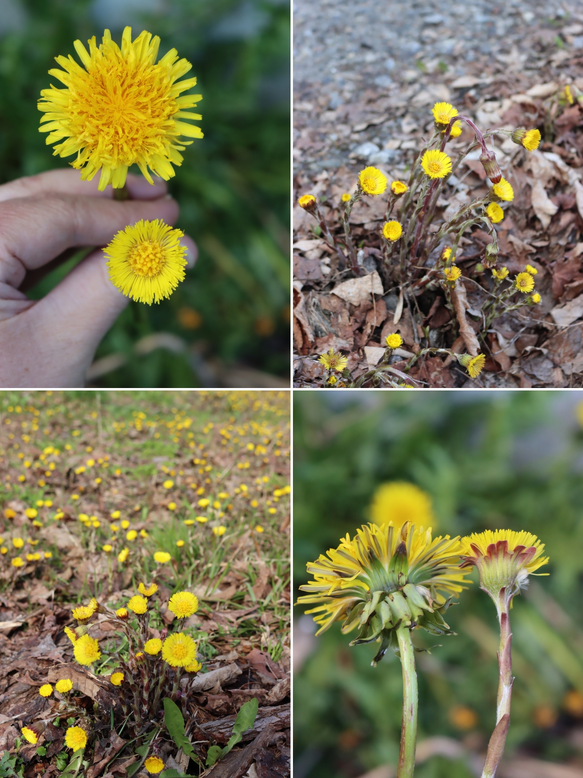 Dandelion and Coltsfoot Plants