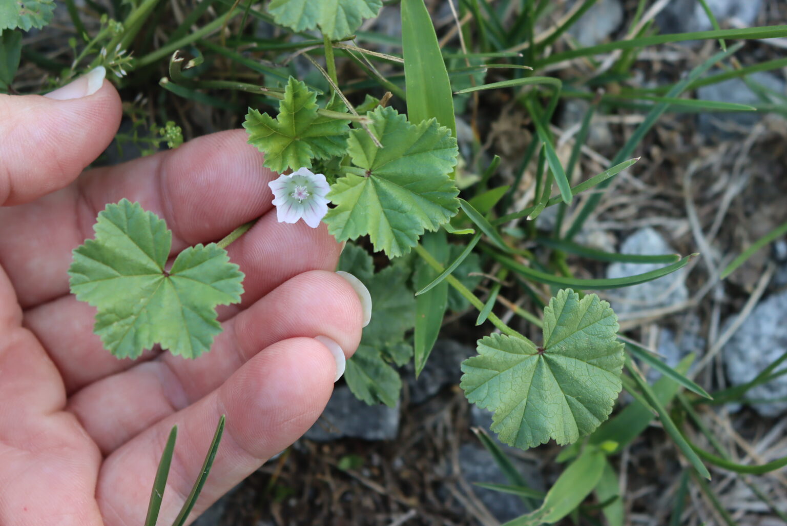 Dwarf Mallow (Malva neglecta)