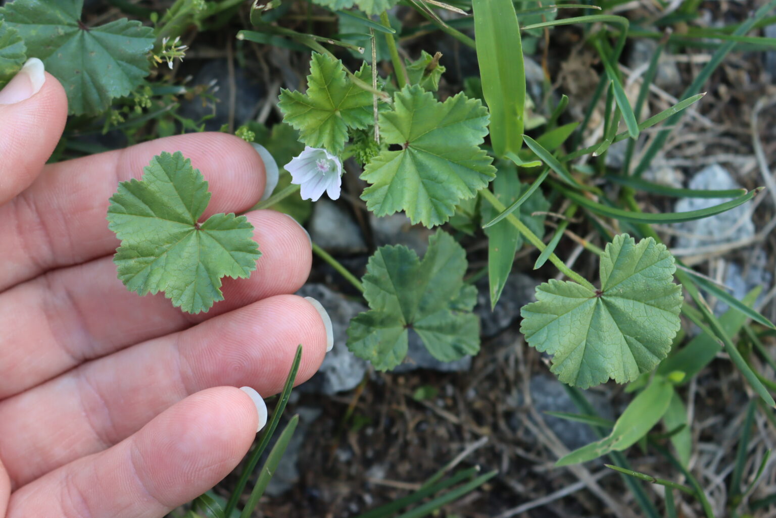 Dwarf Mallow (Malva neglecta)