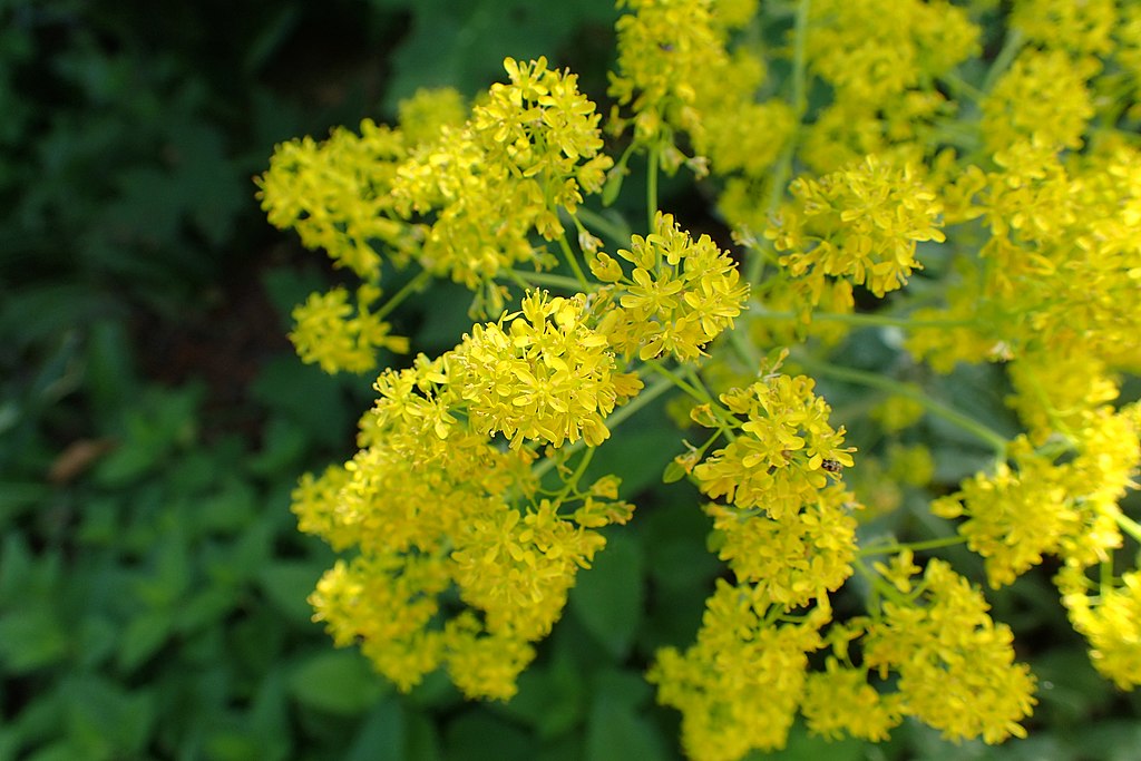 Dyer's Woad (Isatis tinctoria)