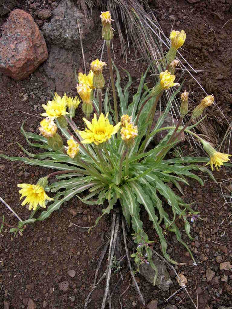 False Prairie Dandelions (Nothocalais troximoides)
