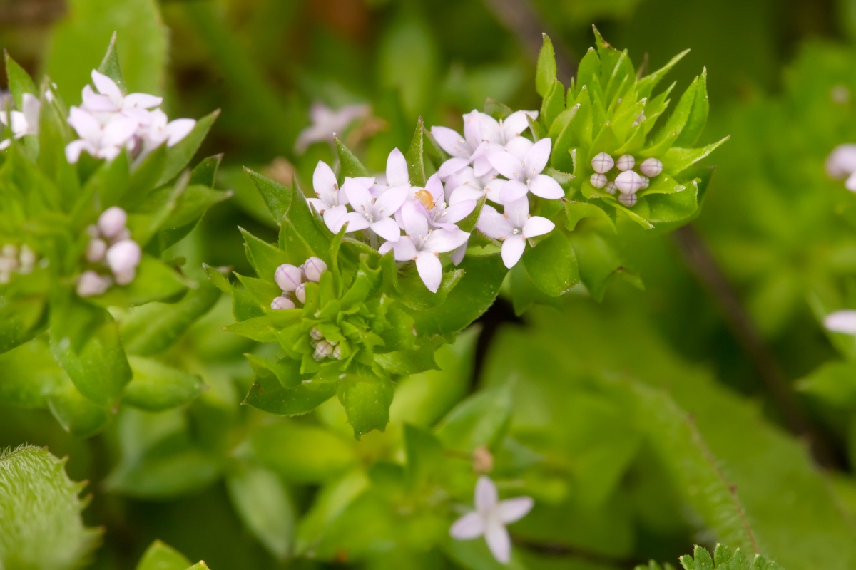 Field Madder (Sherardia arvensis)
