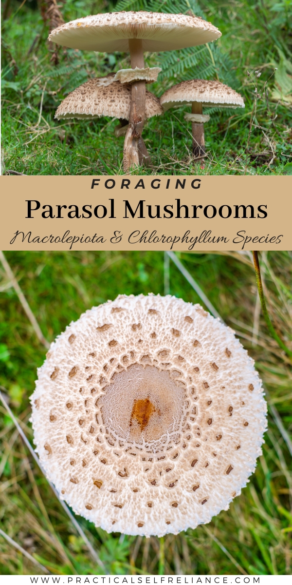 Foraging Parasol Mushrooms