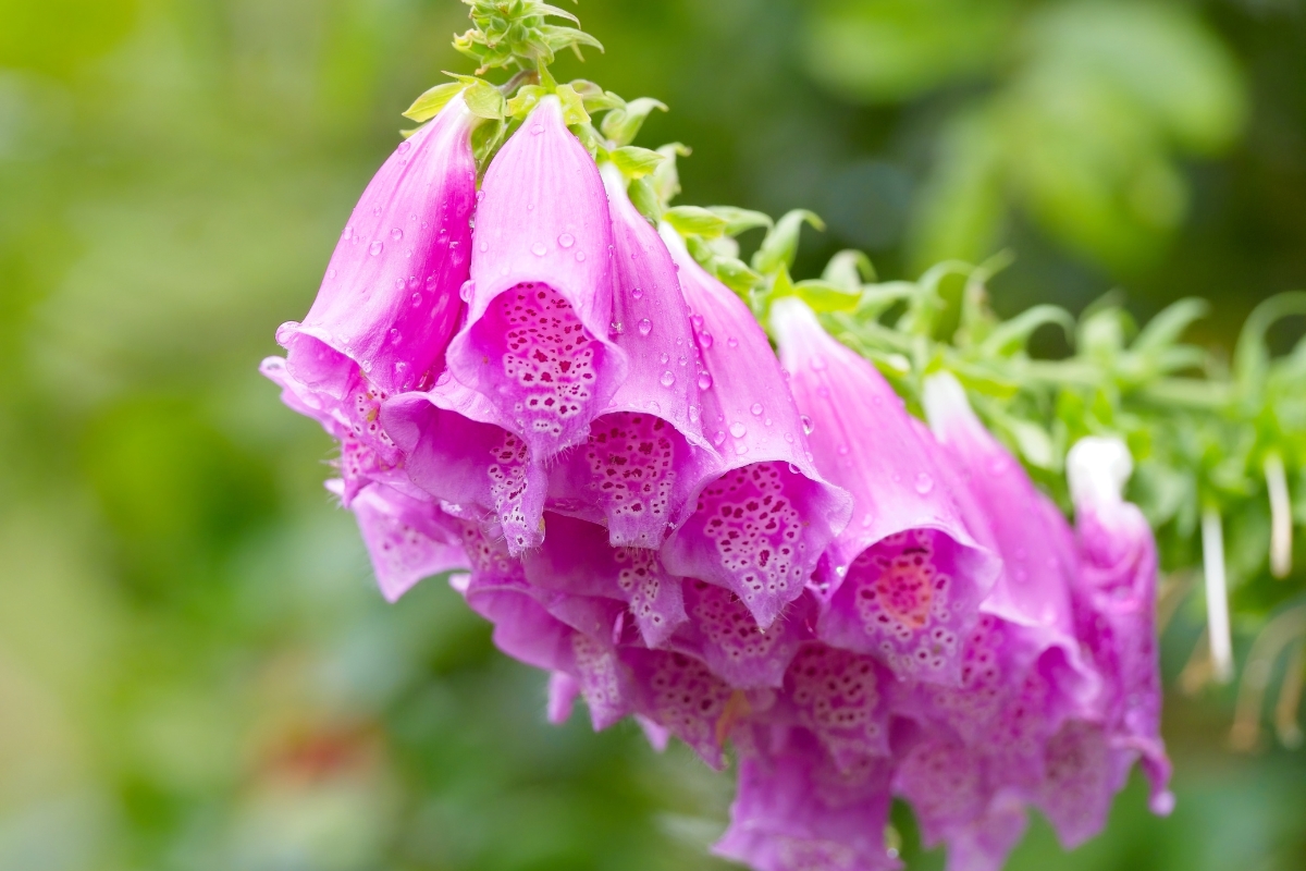 Foxglove (Digitalis purpurea)
