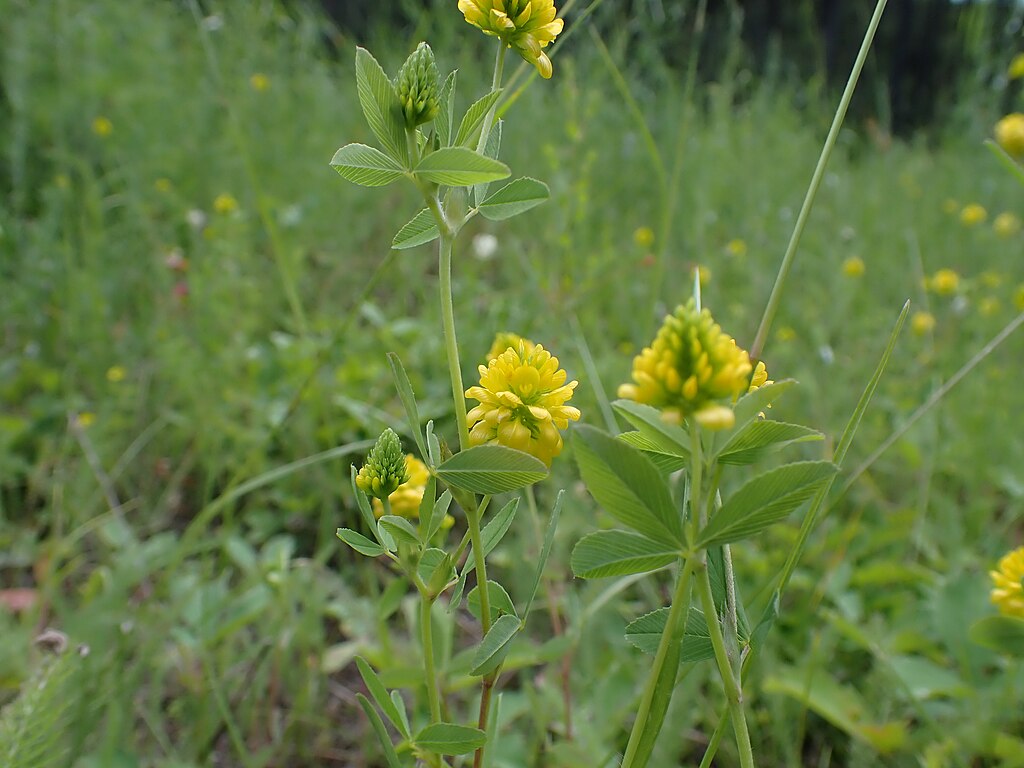 Golden Clover (Trifolium aureum)