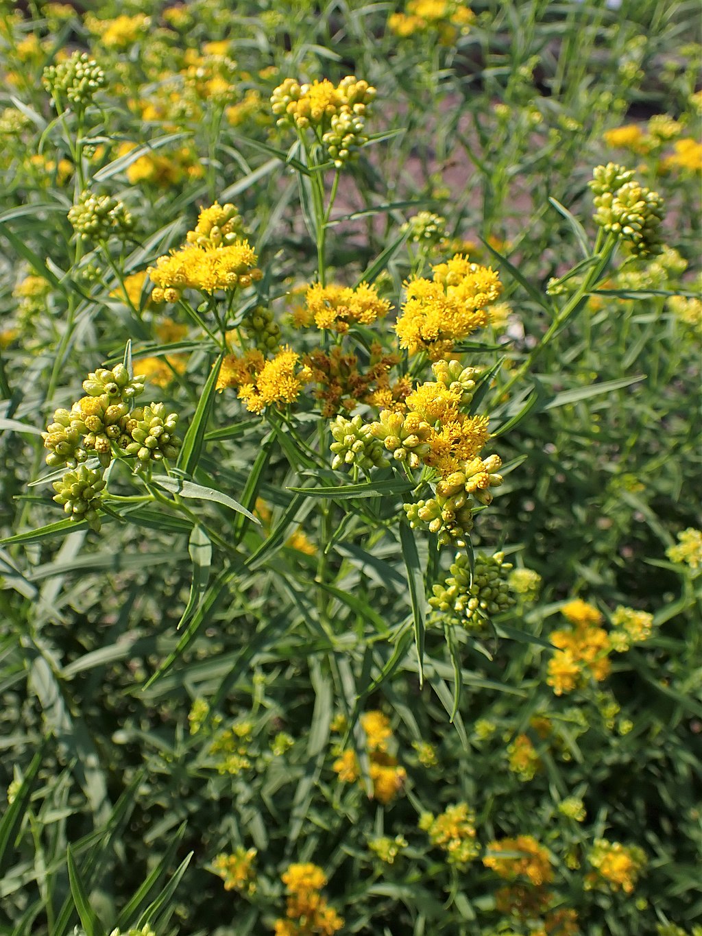 Grass Leafed Goldenrod (Euthamia graminifolia)