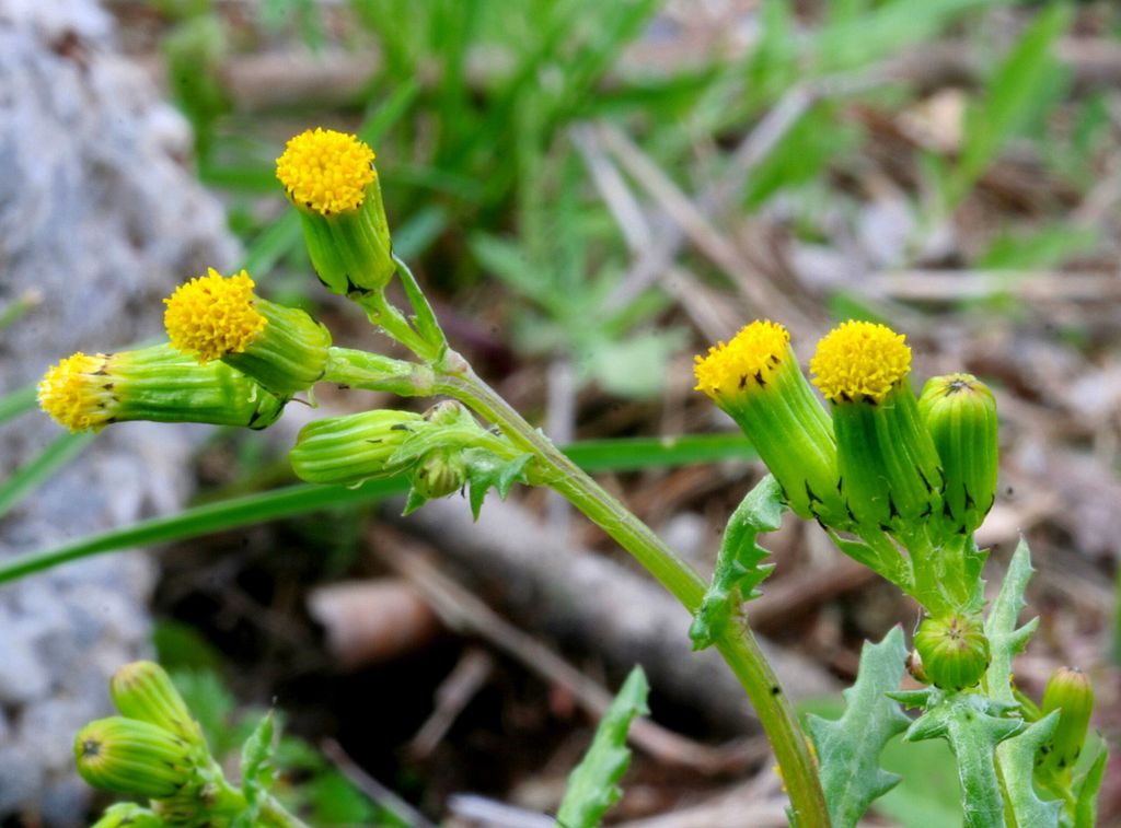 Groundsel (Senecio vulgaris)