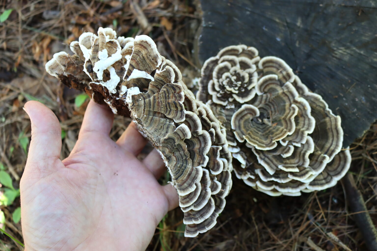 Harvesting Turkey Tail Mushrooms