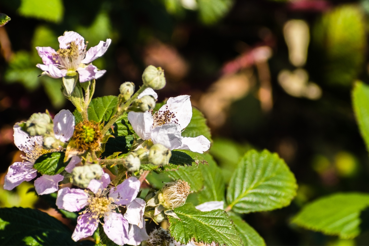Himalayan Blackberry Flower (Rubus armeniacus)