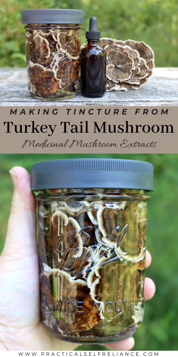 How to Make Turkey Tail Mushroom Tincture