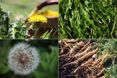 Foraging Dandelions (& Ways to Use Them) — Practical Self Reliance