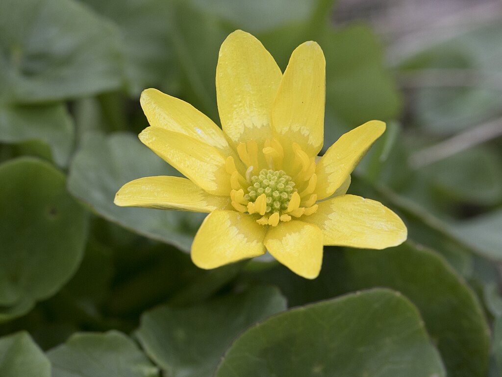 Lesser Celandine (Ficaria verna)