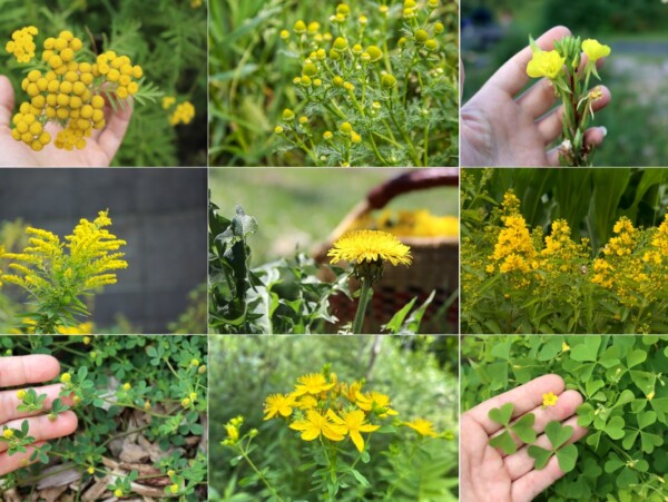 List of Weeds with Yellow Flowers Identification Guide