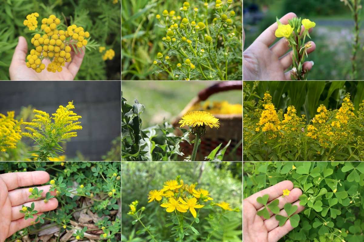 List of Weeds with Yellow Flowers Identification Guide