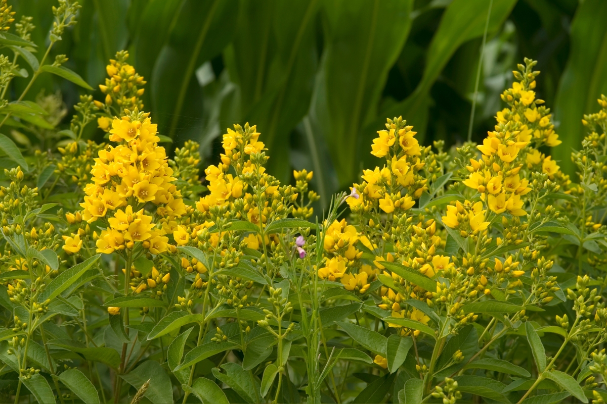 Loosestrife (Lysimachia vulgaris)