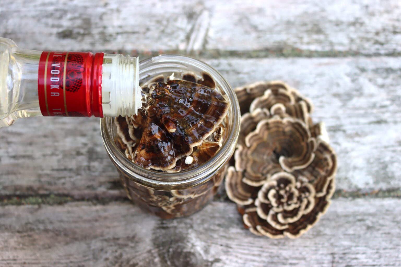 Making Turkey Tail Tincture