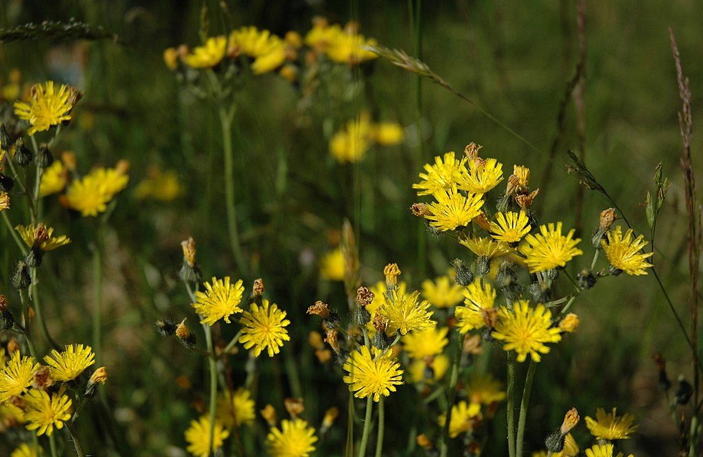 Meadow Hawkweed (Hieracium caespitosum)