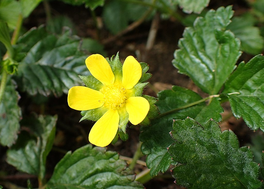 Mock Strawberries (Potentilla indica)