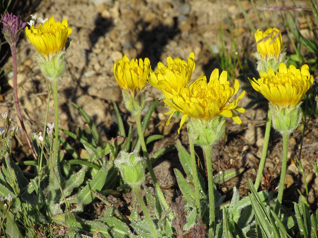 Mountain Dandelion (Agoseris glauca)