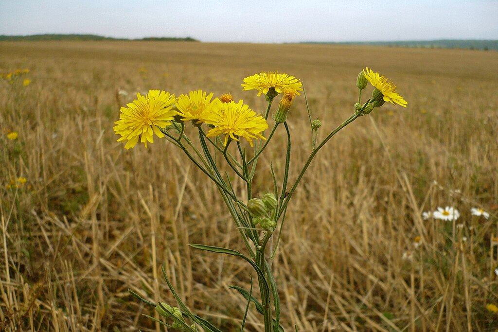 Narrowleaf Hawksbeard (Crepis tectorum)