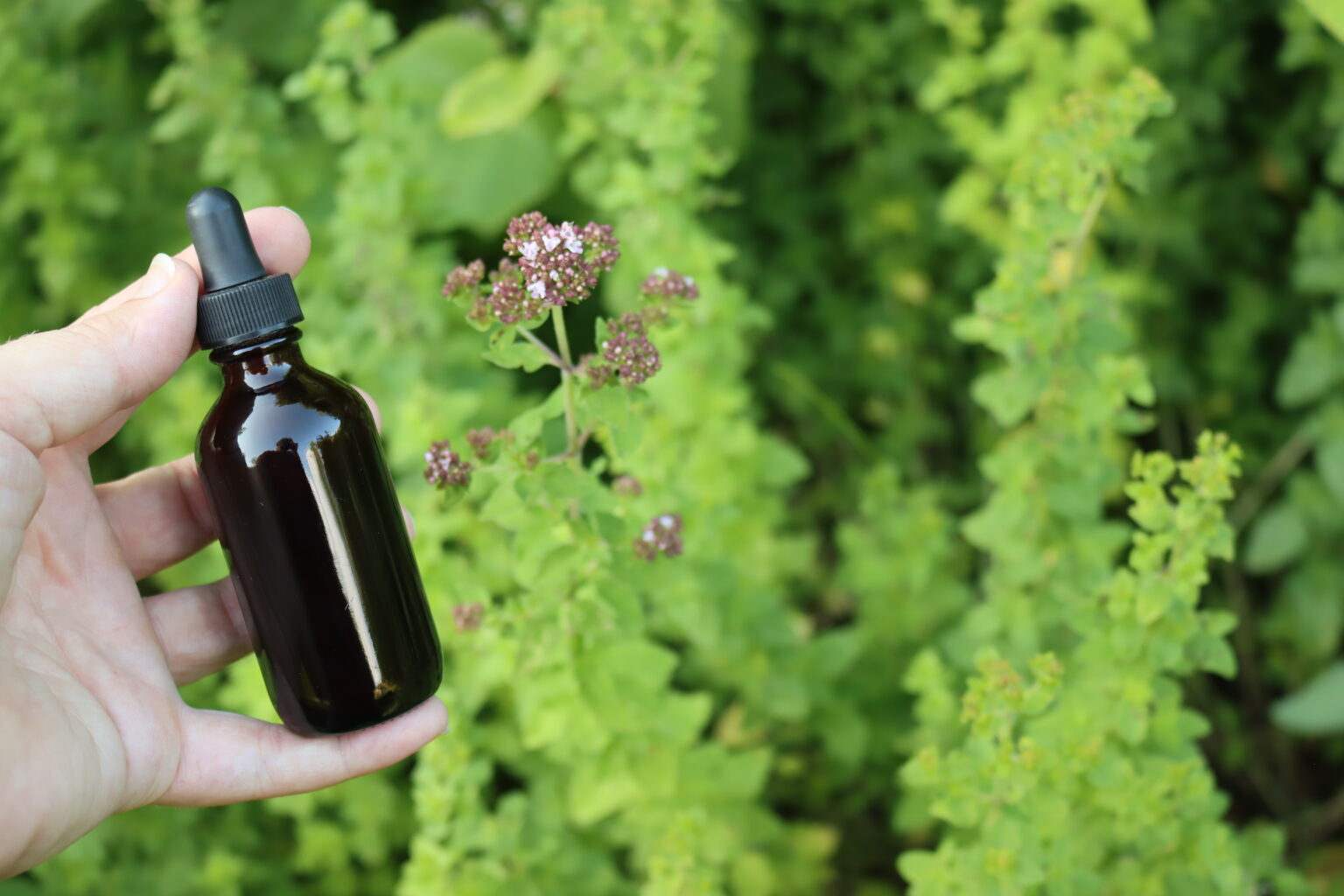 Oregano Tincture